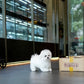 Kenzo - Mini Bichon (White)