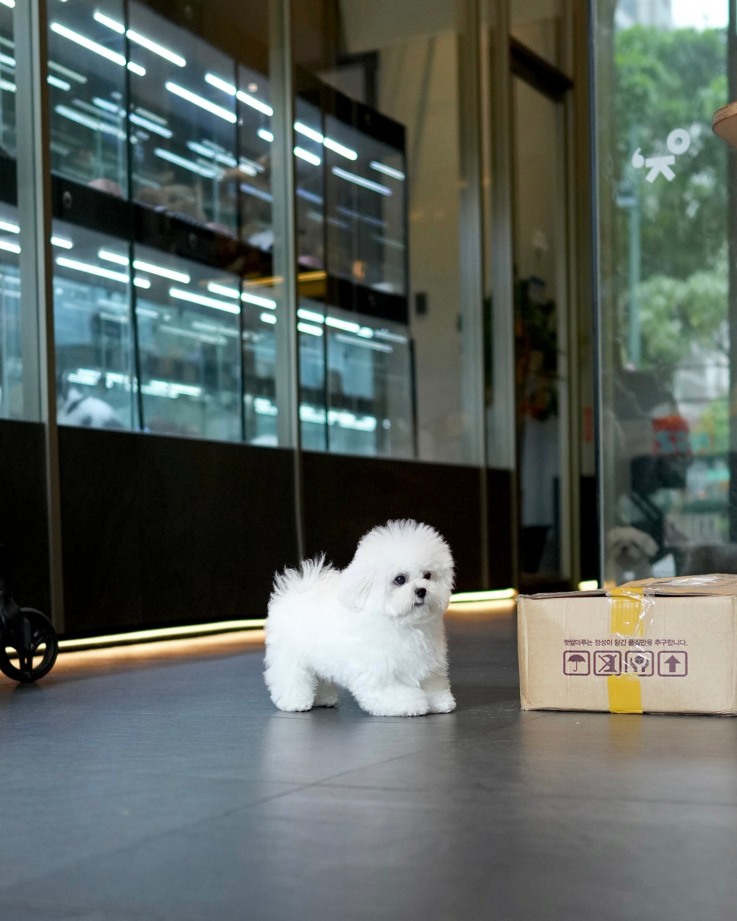 Kenzo - Mini Bichon (White)