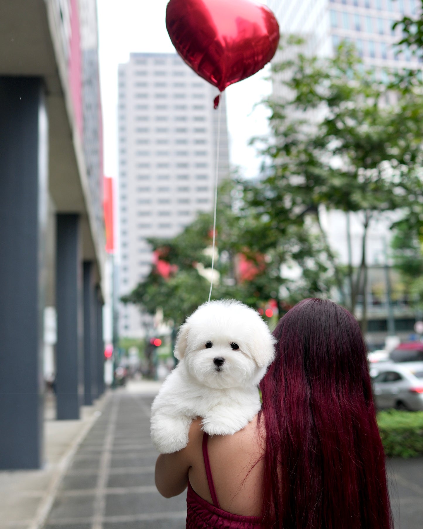 Moli - Coton de Tulear (White)
