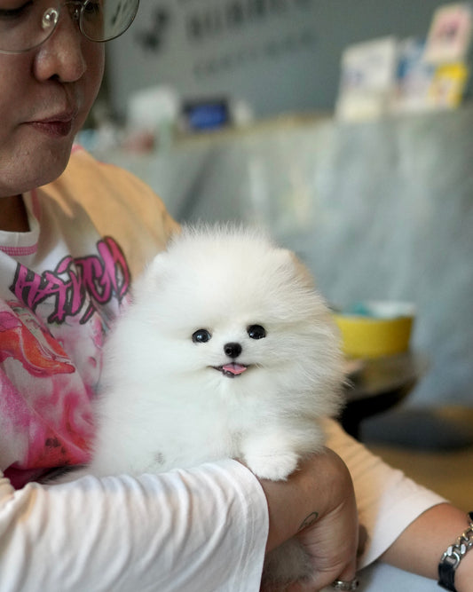 Pavel - Pomeranian (White)
