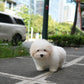 Robert - Coton de Tulear (White)