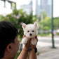 Jady - West Highland White Terrier (White)