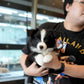 Franz - Border Collie (Black & White)