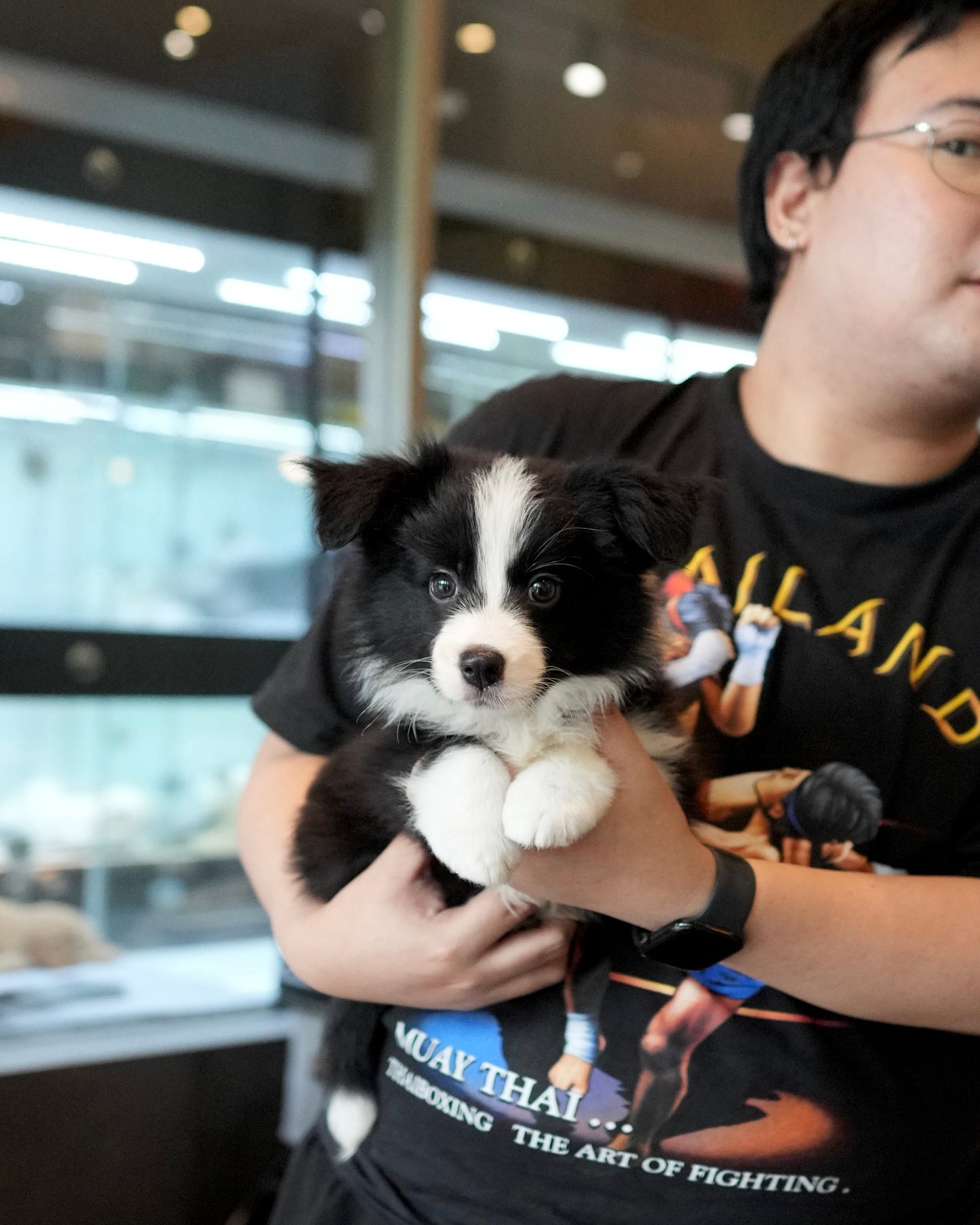 Franz - Border Collie (Black & White)