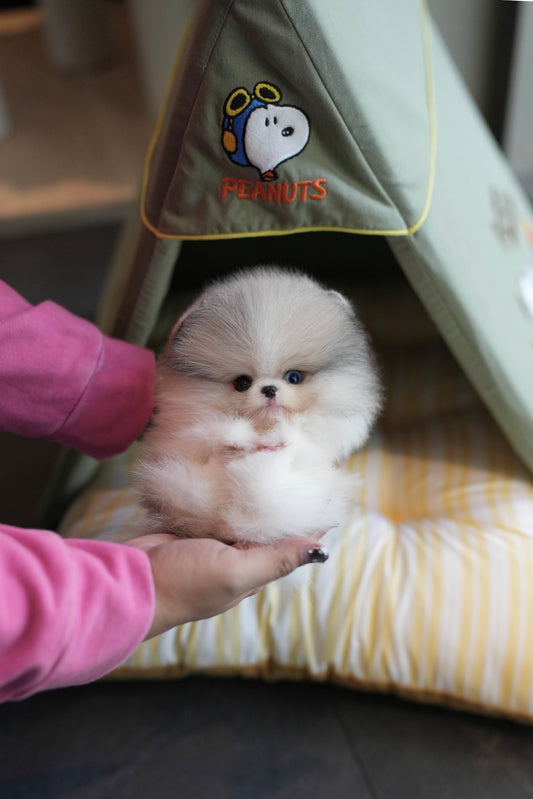 Bailey - Pomeranian (Light Parti)
