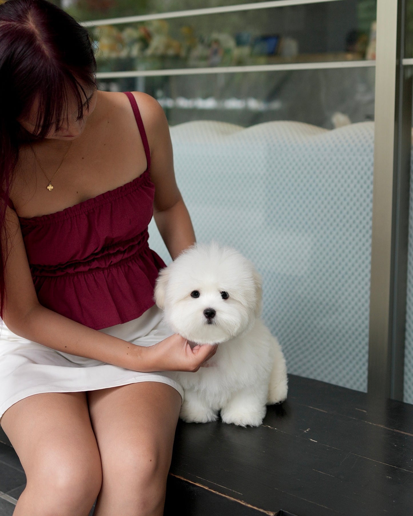 Moli - Coton de Tulear (White)