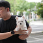 Jady - West Highland White Terrier (White)