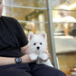 Jady - West Highland White Terrier (White)