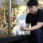 Jady - West Highland White Terrier (White)