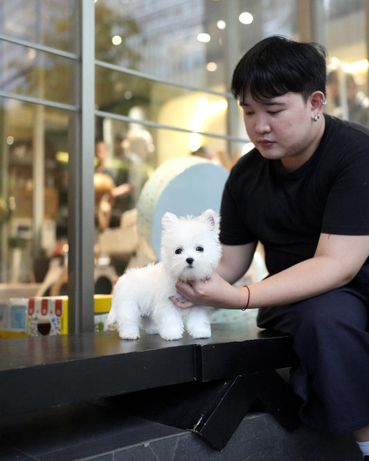 Jady - West Highland White Terrier (White)