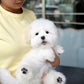 Moli - Coton de Tulear (White)