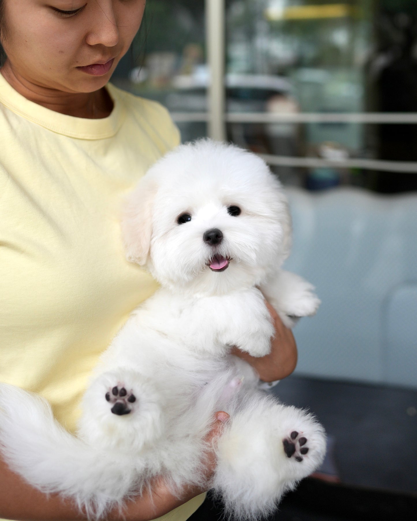 Moli - Coton de Tulear (White)