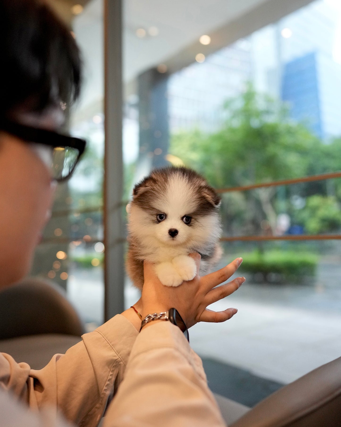Tilly - Mini Pomsky (Black & White)