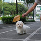 Robert - Coton de Tulear (White)