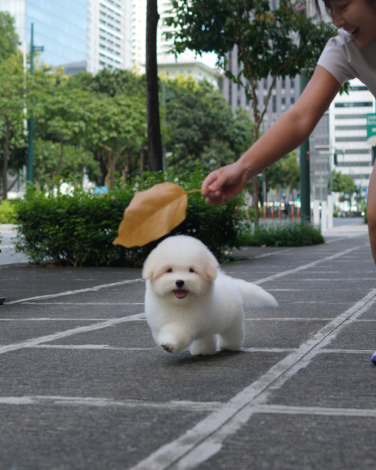 Robert - Coton de Tulear (White)