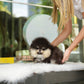 Steven - Pomeranian (Black Tan)