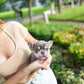 Leo - French Bulldog (Lilac Tan)