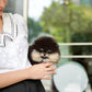 Steven - Pomeranian (Black Tan)