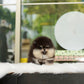 Steven - Pomeranian (Black Tan)