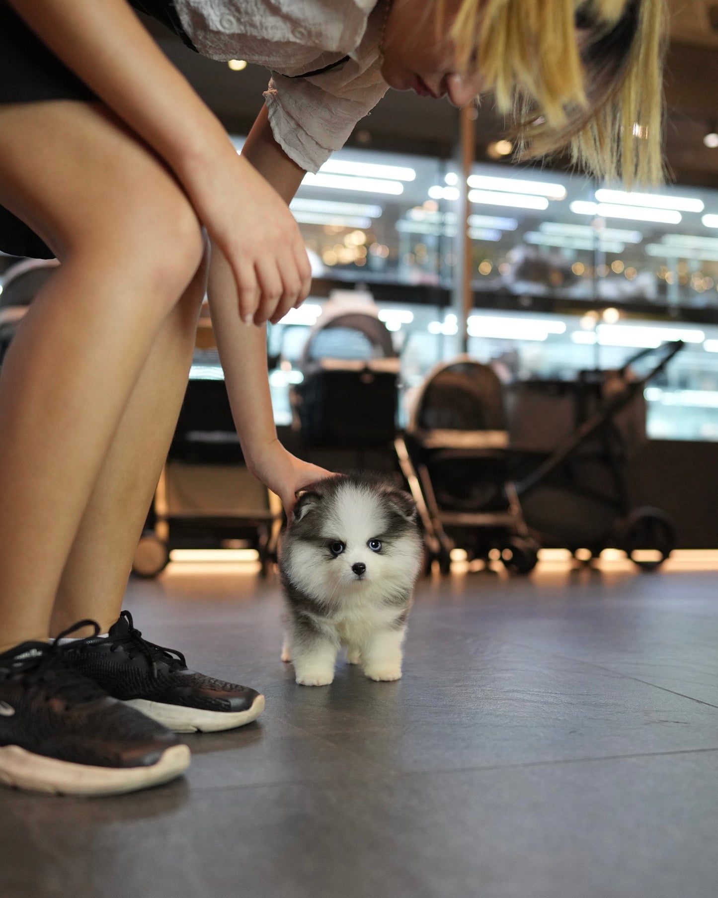 Tilly - Mini Pomsky (Black & White)