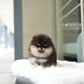 Steven - Pomeranian (Black Tan)