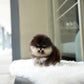 Steven - Pomeranian (Black Tan)