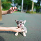Leo - French Bulldog (Lilac Tan)