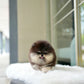 Steven - Pomeranian (Black Tan)