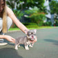Leo - French Bulldog (Lilac Tan)