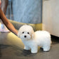 Tami - Coton de Tulear (White)