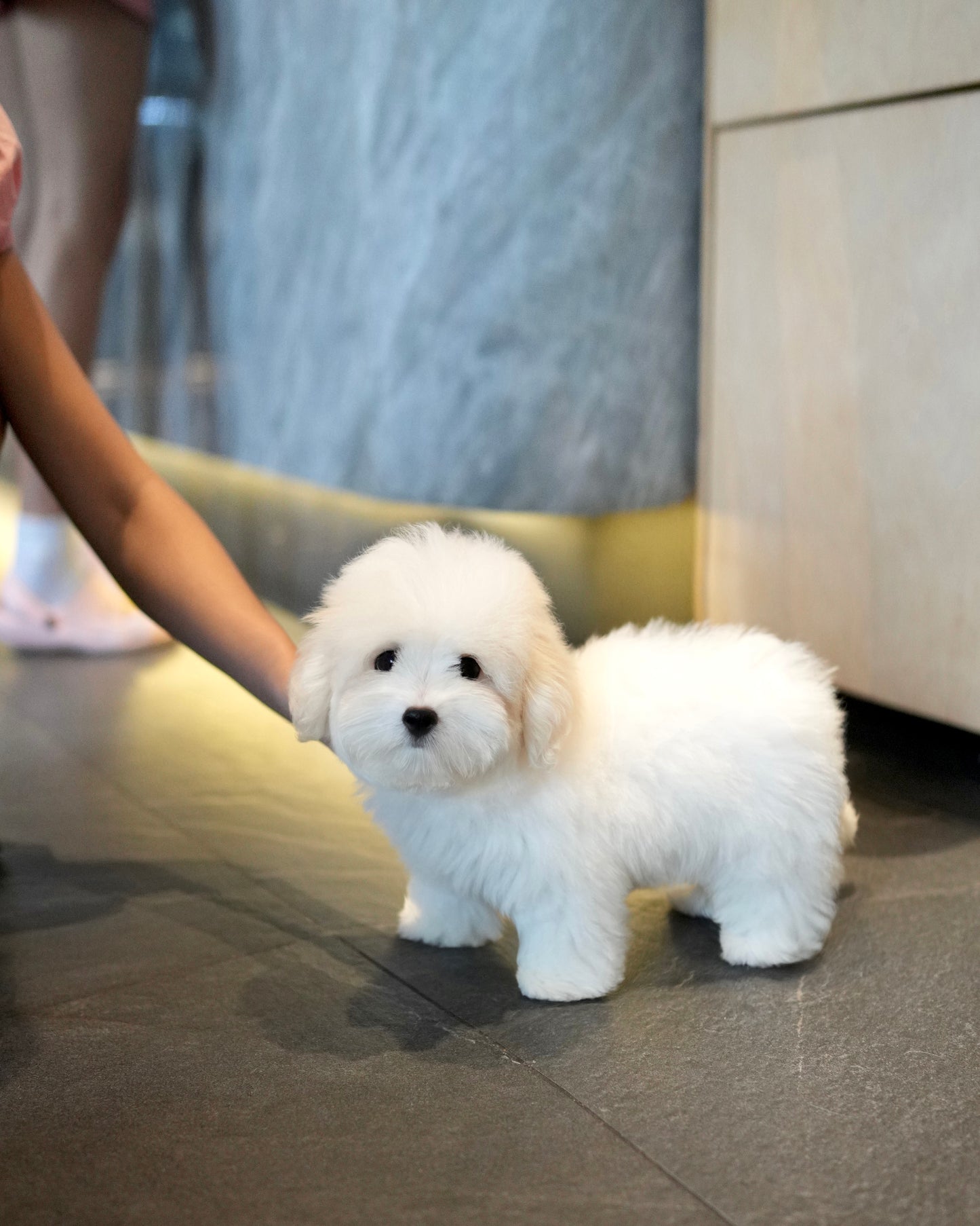 Tami - Coton de Tulear (White)