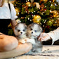 Tilly - Mini Pomsky (Black & White)