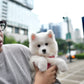 Max - Samoyed (White)