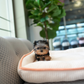 Peanut - Mini Yorkshire Terrier (Silver)