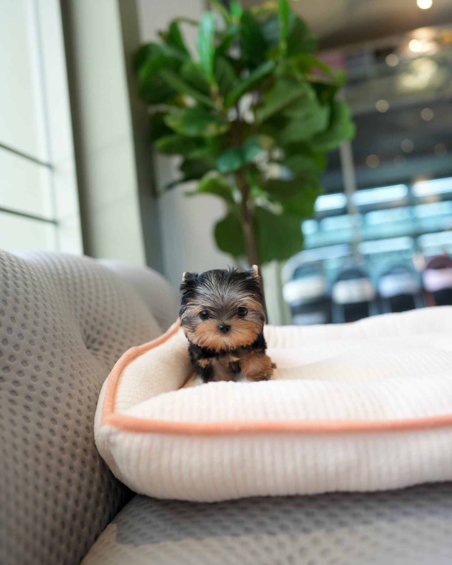 Peanut - Mini Yorkshire Terrier (Silver)