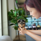 Peanut - Mini Yorkshire Terrier (Silver)