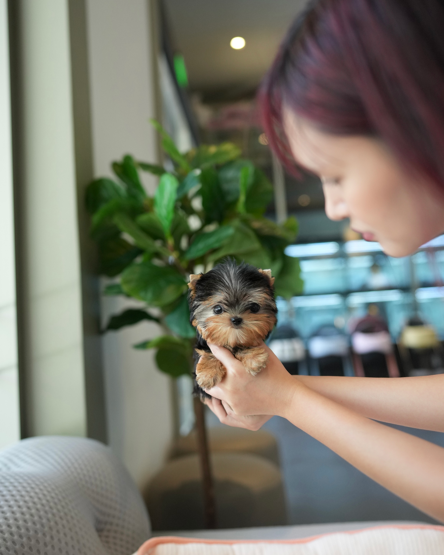 Peanut - Mini Yorkshire Terrier (Silver)