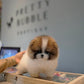 Camila - Pomeranian (Parti)