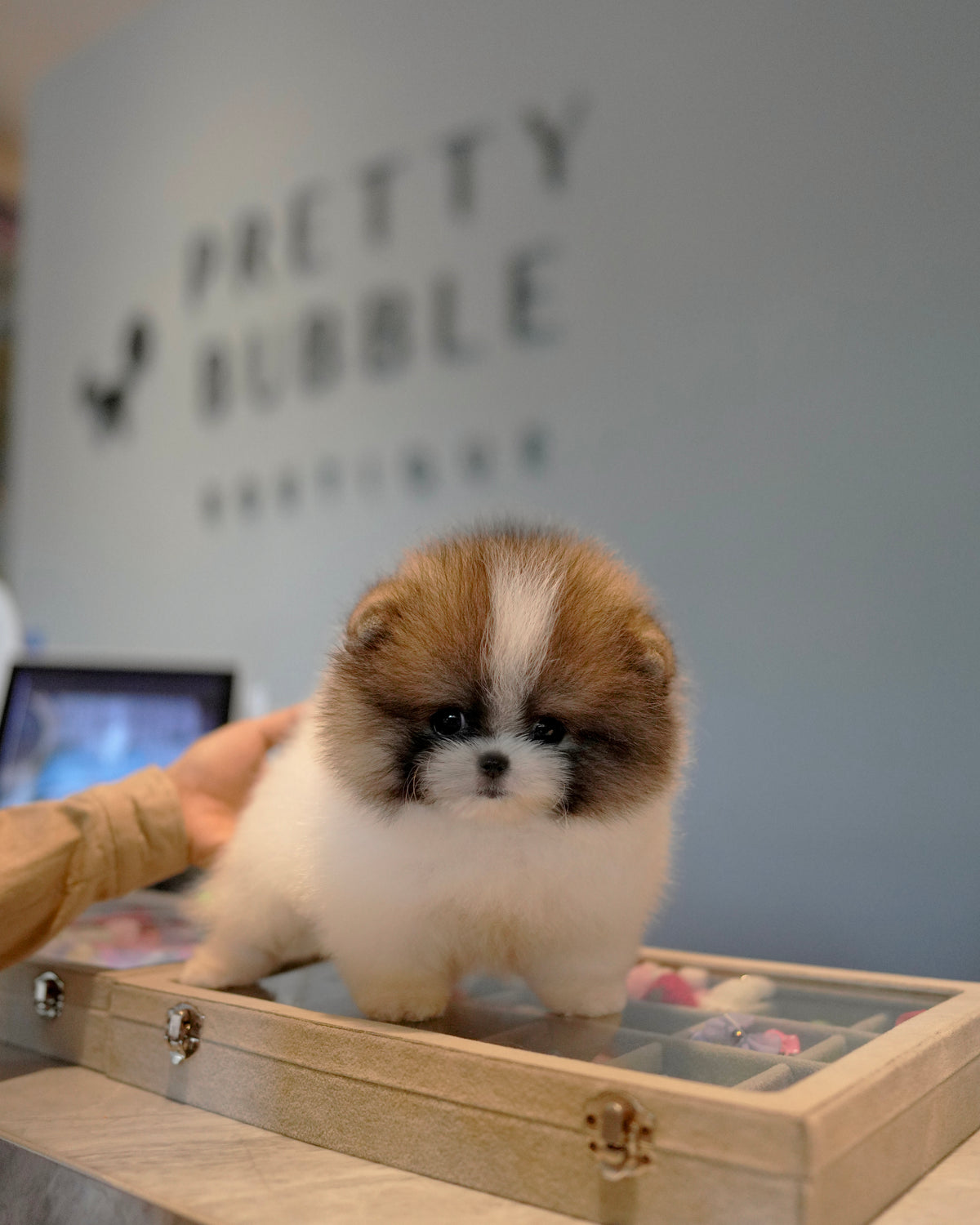 Camila - Pomeranian (Parti)