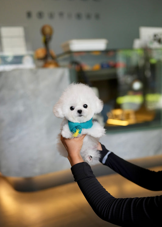Willow - Mini Bichon (White)