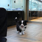 Franz - Border Collie (Black & White)