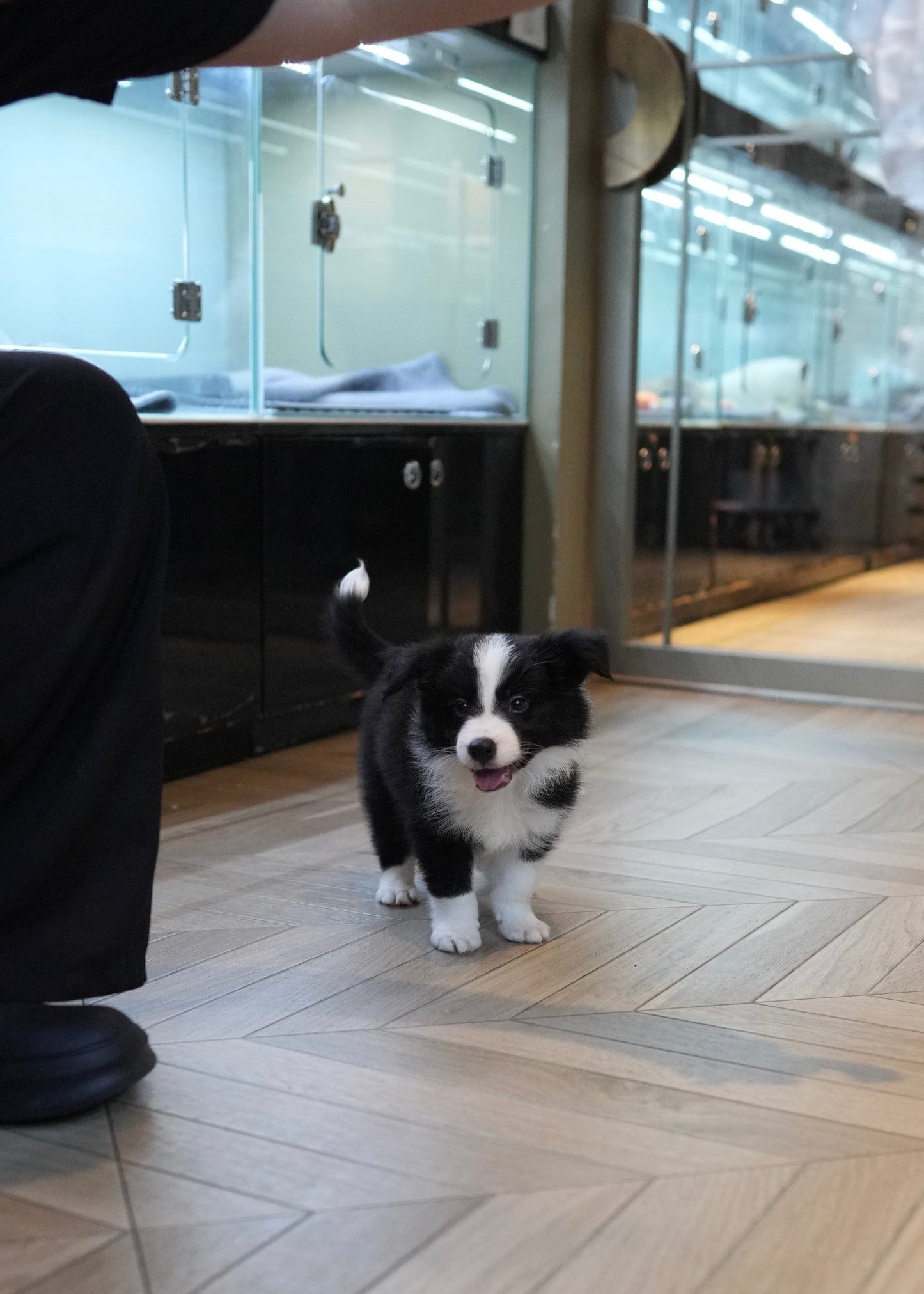 Franz - Border Collie (Black & White)