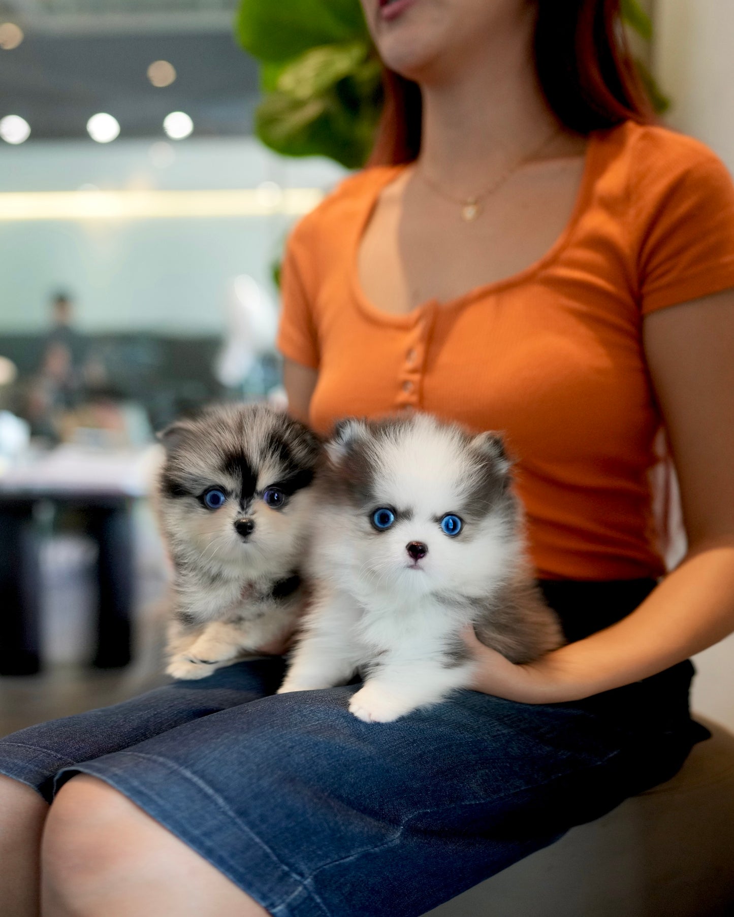 Riz - Mini Pomsky (Blue Merle)