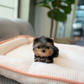 Peanut - Mini Yorkshire Terrier (Silver)