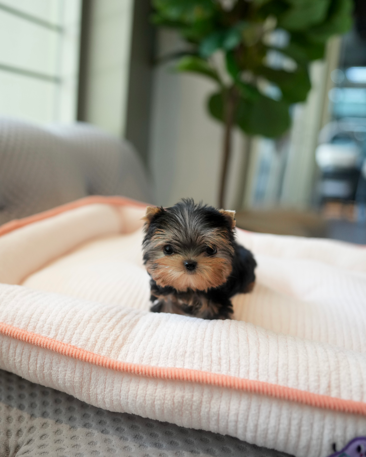 Peanut - Mini Yorkshire Terrier (Silver)