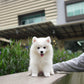 Max - Samoyed (White)