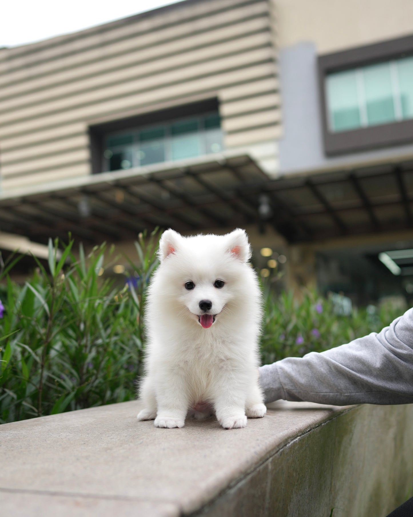 Max - Samoyed (White)