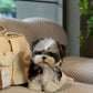 Morkie - Morkie (Tricolor)