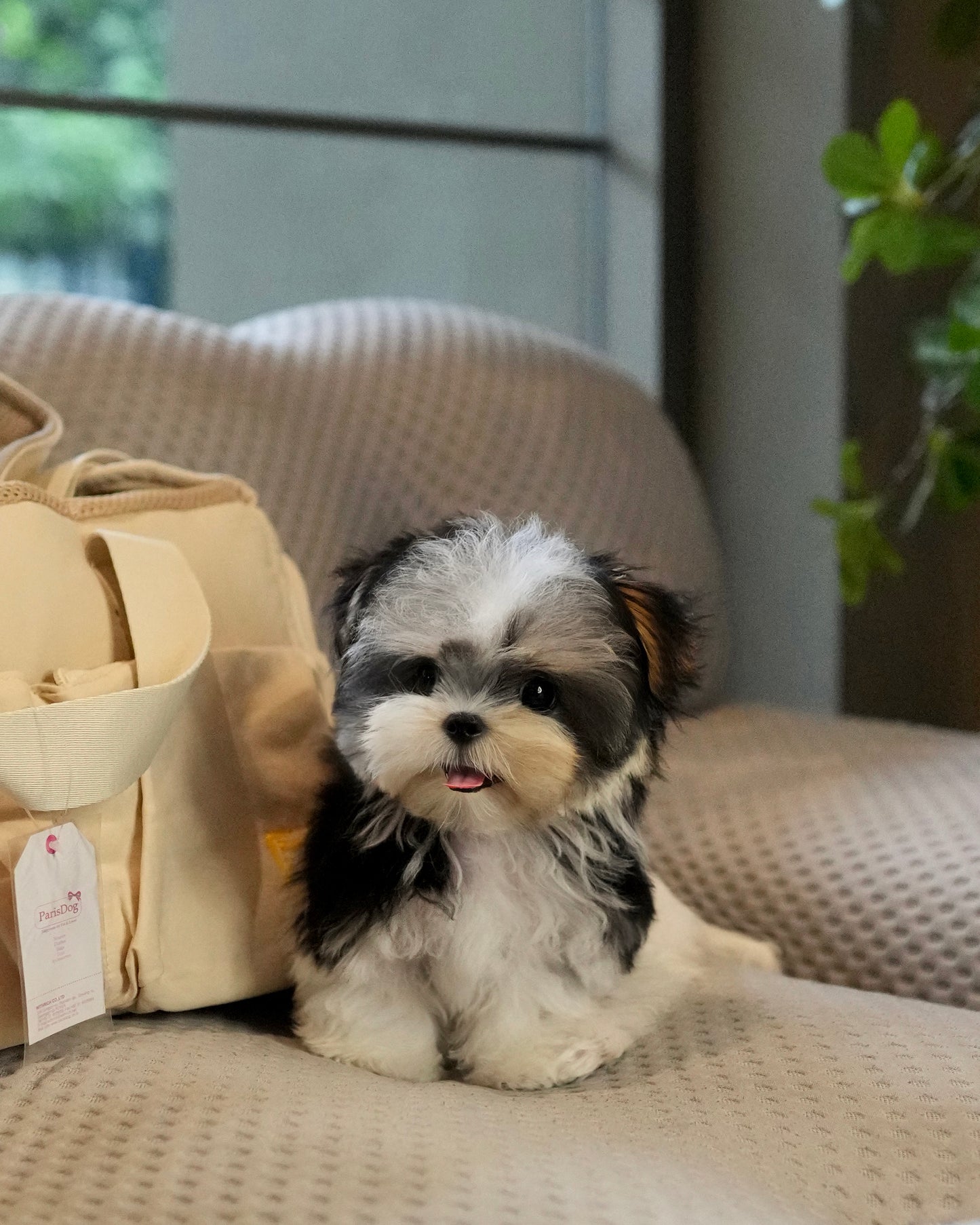 Morkie - Morkie (Tricolor)