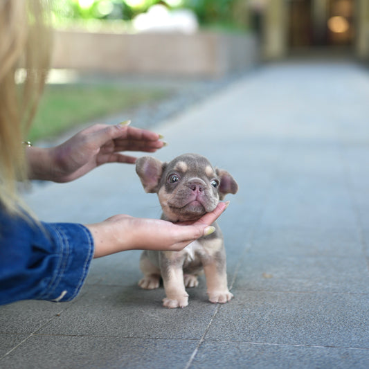 Zeus - French Bulldog (Lilac Tan)